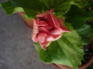 P1070286