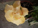 P1070287