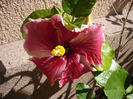 P1070291