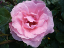 064