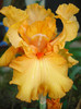 80. "Millenium Sunrise", 28.05.2011