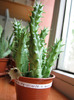 Huernia macrocarpa v. harerghensis (1)
