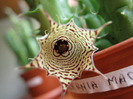 Huernia macrocarpa v. harerghensis (15)