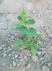 20110528382