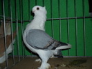 Satineti 1