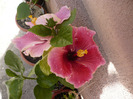 P1070313
