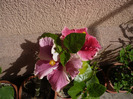 P1070316