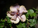 P1070375