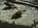 P28-05-11_15.24[1]