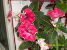 Gloxinii-29 05 2011