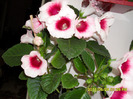 Gloxinii-29 05 2011