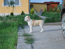 poze 22.05.2011 020