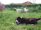 poze 22.05.2011 041