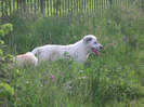 poze 22.05.2011 054