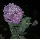 75