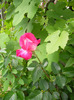 SANY0033