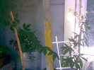 passiflora coerulea din seminte