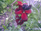 mixandra