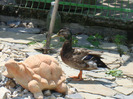 DSC00752