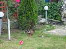 DSC00770