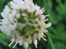 floricica de trifoi