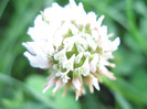 floricica de trifoi