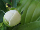 bobocel de bujor