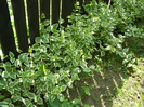 Vinca variegata