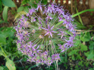 Allium Purple Sensation (2011, May 29)