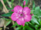 Dianthus barbatus (2011, May 28)