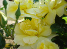 Rose Golden Showers (2011, May 27)