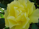 Rose Golden Showers (2011, May 27)