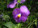 P5160454