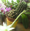 Cactusul convalescent a inflorit