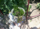 lobelii