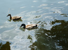 DSCF8029