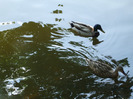 DSCF8028