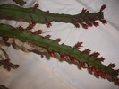 limba soacrei rosie