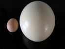 Un ou de strut in comparatie cu unul de gaina