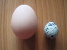 marimea unui ou de prepelita in comparatie cu cea a unui u normal