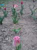 P280411_20.05_[04]