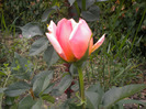 DSCN1122