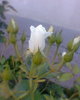 Fotogr.0152