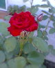 Fotogr.0153