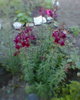 Fotogr.0166