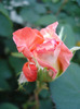 Rose Artistry (2011, May 27)