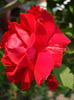 Rose Blaze (2011, May 29)