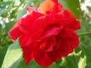 Rose Blaze (2011, May 29)