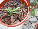 pauciflora  PS