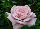 DSC07301